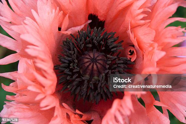 Foto de Papouladerosa e mais fotos de stock de Dia do Armistício britânico - Dia do Armistício britânico, Estame, Flor