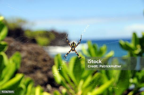 Photo libre de droit de Réseau De Plage De Waianapanapa banque d'images et plus d'images libres de droit de Anxiété - Anxiété, Araignée, Couleur verte