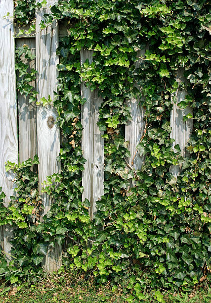 Fence and Ivy stock photo