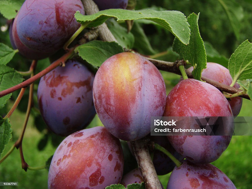 Ameixas em Árvore - Royalty-free Ameixa - Fruta Foto de stock