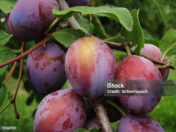 Ameixas Em Árvore - Fotografias de stock e mais imagens de Ameixa - Fruta - Ameixa - Fruta, Plantação, Riqueza