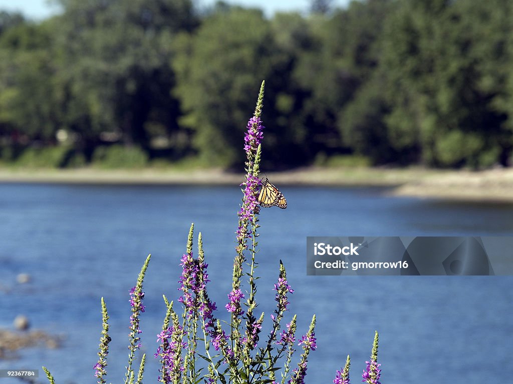 Monarch sull'acqua - Foto stock royalty-free di Farfalla monarca