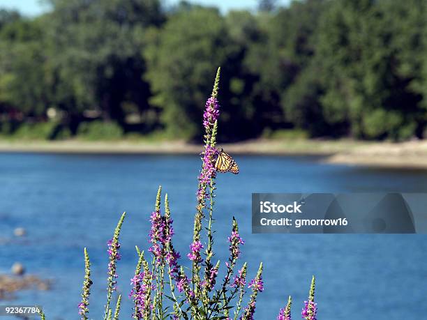 Monarch 굴절률은 저수시설 꽃-식물에 대한 스톡 사진 및 기타 이미지 - 꽃-식물, 미네소타, 미시시피 강