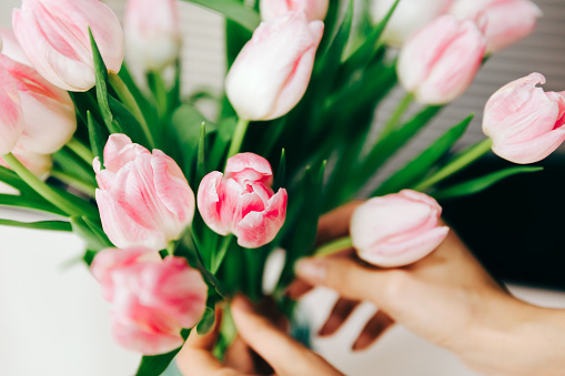 Tulip, Hand, Bouquet, Flower, Holiday - Event, Human Hand