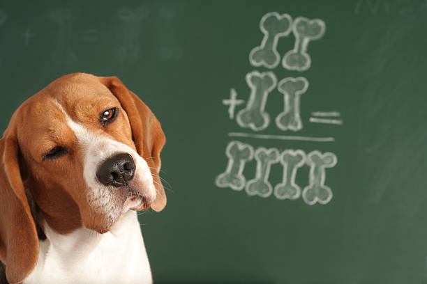 53,579 Smart Dog Stock Photos, Pictures & Royalty-Free Images - iStock | Smart  dog white background, Smart dog collar, Smart dog toy