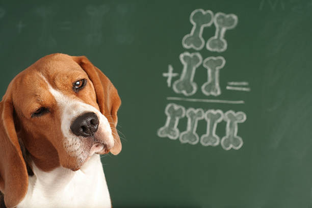 53,579 Smart Dog Stock Photos, Pictures & Royalty-Free Images - iStock | Smart dog white background, Smart dog collar, Smart dog toy 53,579 Smart Dog Stock Photos, Pictures & Royalty-Free Images - iStock | Smart dog white background, Smart dog collar, Smart dog toy