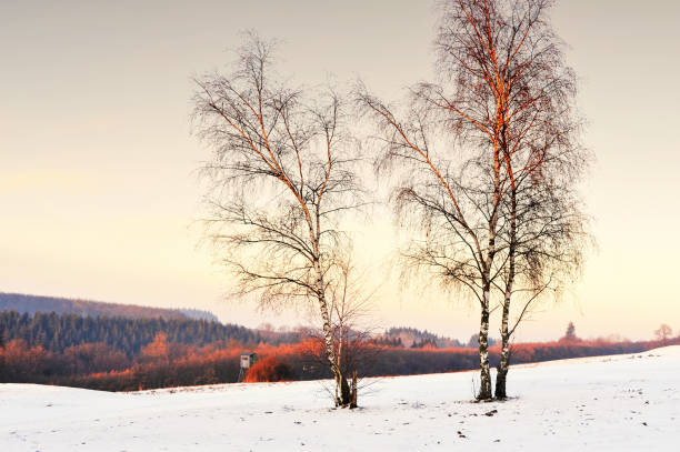 Winter landscape with deciduous and conifer trees near Cochem , a town in the Rhineland - Palatinate in Germany.