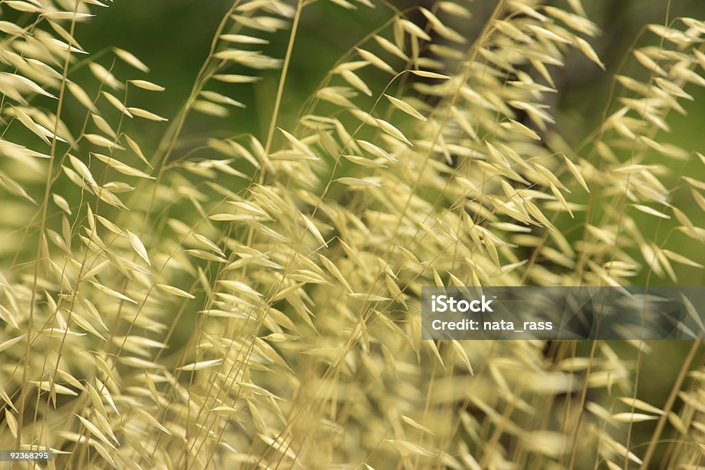 Trockenes Gras Hintergrund - Lizenzfrei Ausgedörrt Stock-Foto