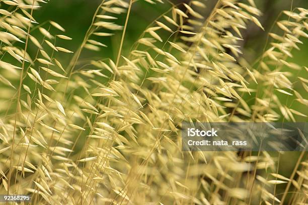 Trockenes Gras Hintergrund Stockfoto und mehr Bilder von Ausgedörrt - Ausgedörrt, Bildhintergrund, Bildkomposition und Technik