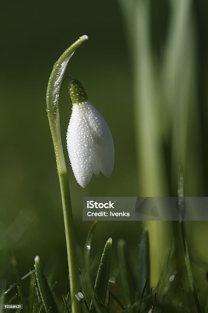 Fura-Neve flor de orvalho da manhã - Foto de stock de Botão - Estágio de flora royalty-free