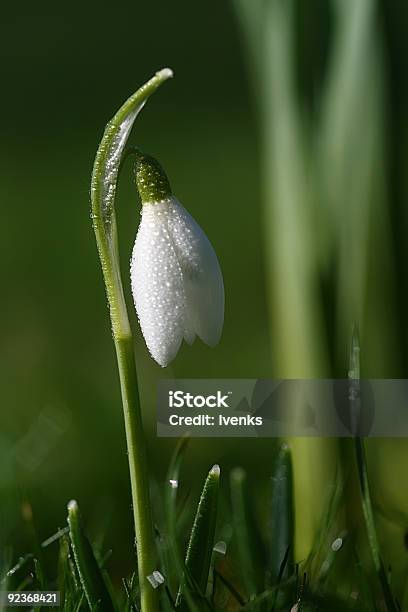 Foto de Furaneve Flor De Orvalho Da Manhã e mais fotos de stock de Botão - Estágio de flora - Botão - Estágio de flora, Branco, Brilhante - Luminosidade