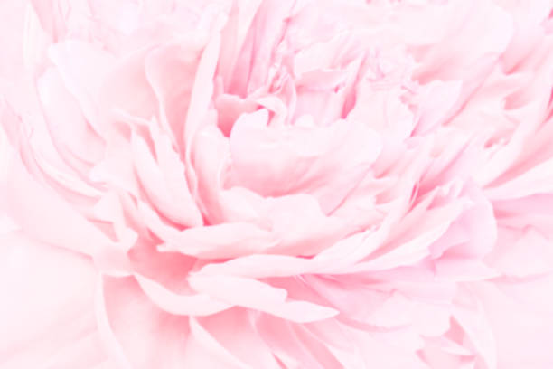 istock Peony flowers blossom delicate blurred frame. Shallow depth. Greeting card background. Floral template. Soft pastel toned 923684842