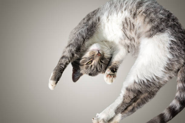 istock Flying or jumping funny tabby kitten cat isolated on white and gray background. Copy space. Greeting card template 923685338