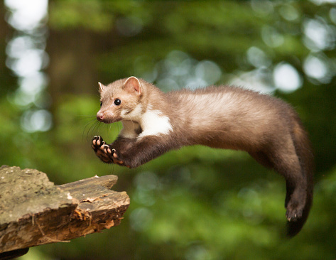 Martes foina -Stone  marten jum to the stump in forest