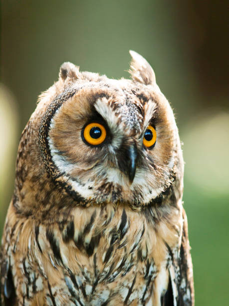 istock Asio otus - Strix otus - portrait of Long-eared owl 923686556