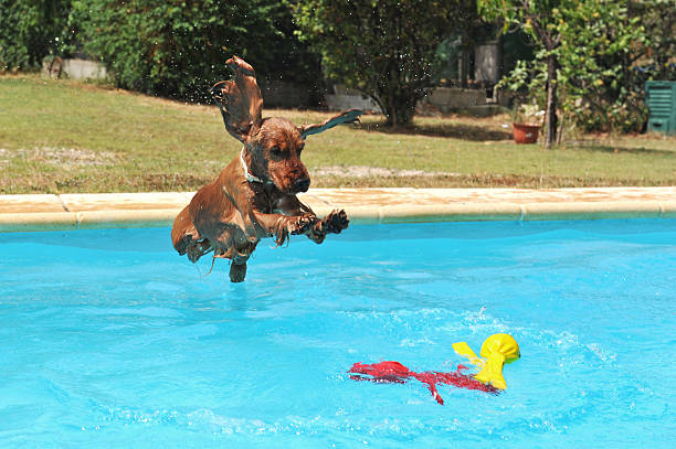 jumping cocker spaniel stock photo