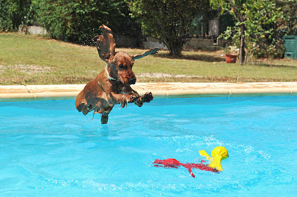 saltar cocker spaniel - dog jumping - fotografias e filmes do acervo