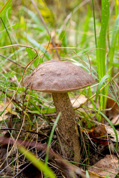 istock Close up view of brown cap boletus growing in forest. 923691604