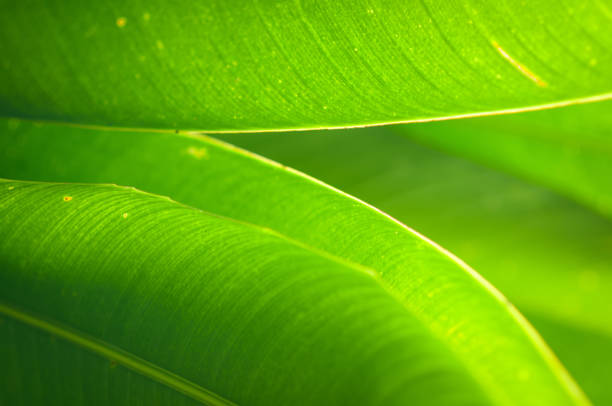 Close up of green bamboo leaf in a tropical rainforest.