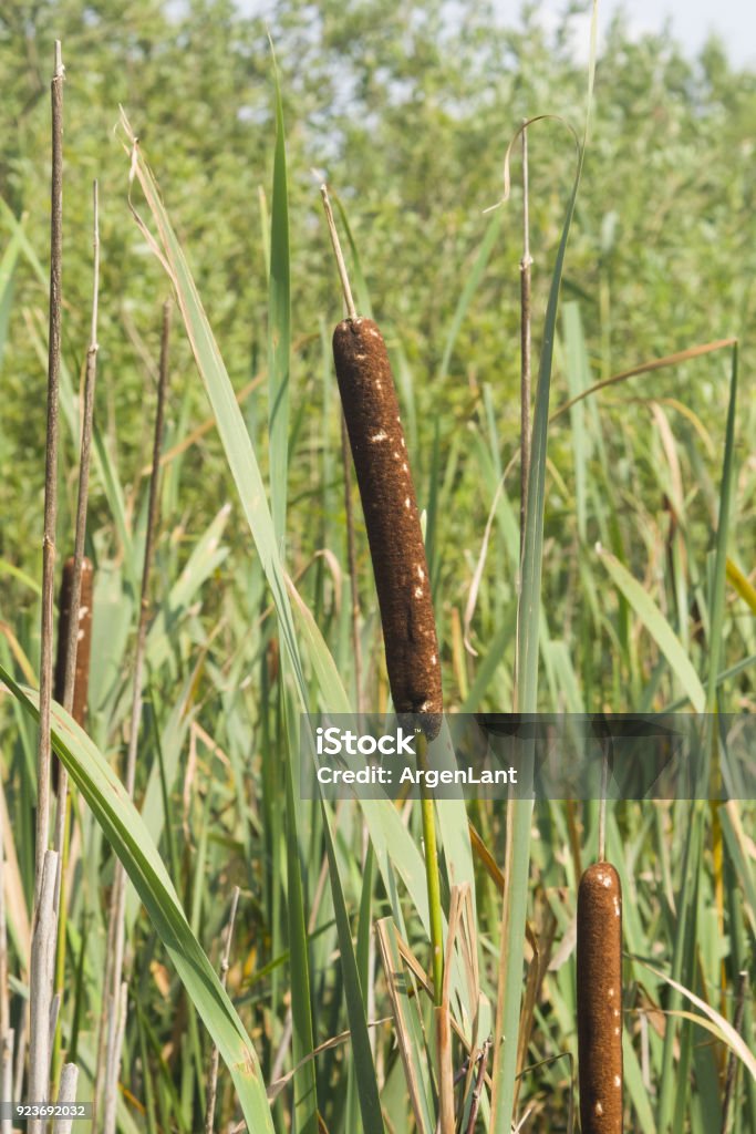 Typha Latifolia Bulrush Umum Ekor Kucing Broadleaf Alangalang Besar Eda