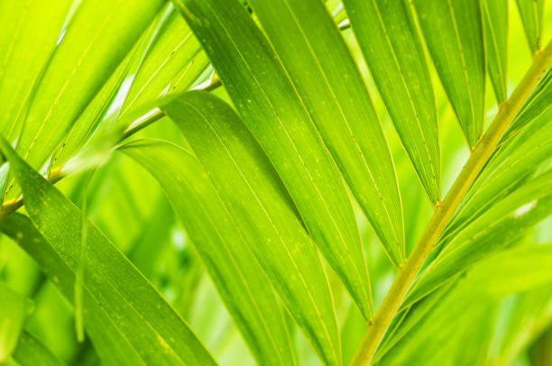 istock Close up of green bamboo leaf 923692260