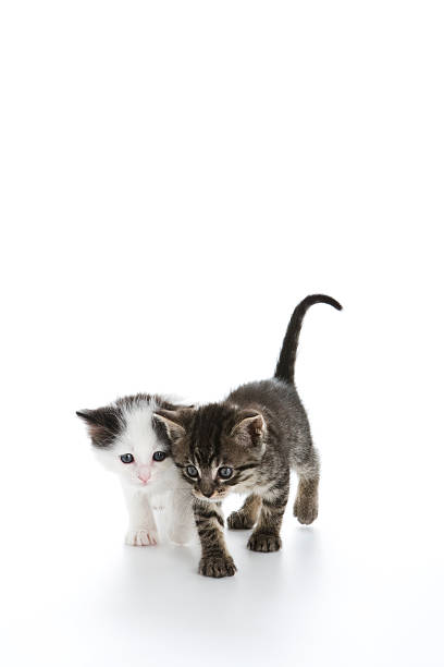 Kittens walking together stock photo
