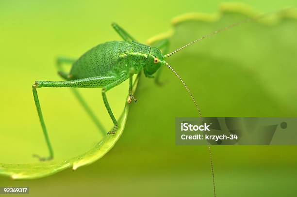 Gafanhotos Uma Folha - Fotografias de stock e mais imagens de Abdómen Animal - Abdómen Animal, Cor verde, Fotografia - Imagem