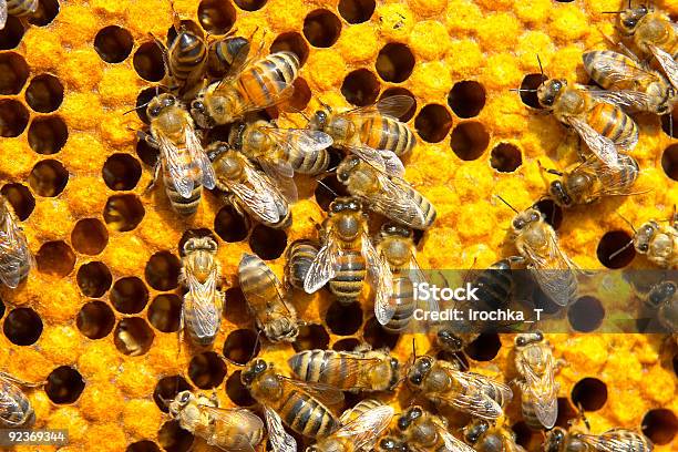 Bees — стоковые фотографии и другие картинки Пчела - Пчела, Пчелиный улей, Размышление