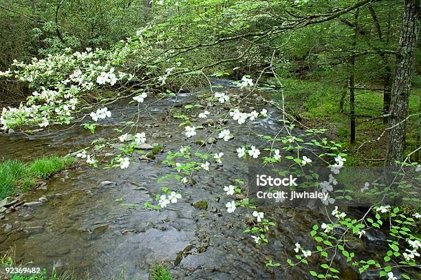 Cornus Primavera Cades Cove Grande Efeito Smoky Mtns Np - Fotografias de stock e mais imagens de Parque nacional das montanhas de Smoky