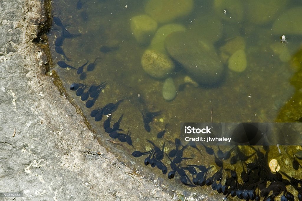 Tadpoles im flachen Wasser - Lizenzfrei Appalachen-Region Stock-Foto