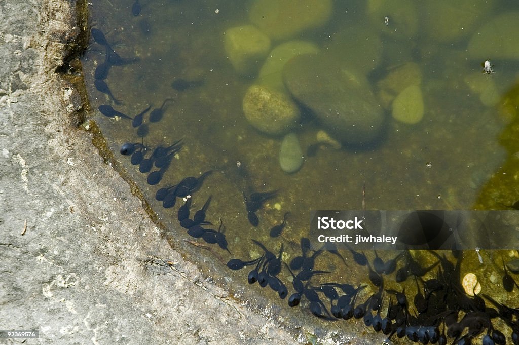 Tadpoles en agua superficiales - Foto de stock de Agua libre de derechos