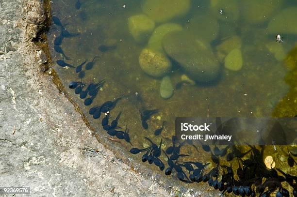 Tadpoles En Agua Superficiales Foto de stock y más banco de imágenes de Agua - Agua, Aire libre, América del norte