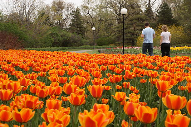 pareja caminando amoung tulipanes - ottawa tulip festival fotografías e imágenes de stock