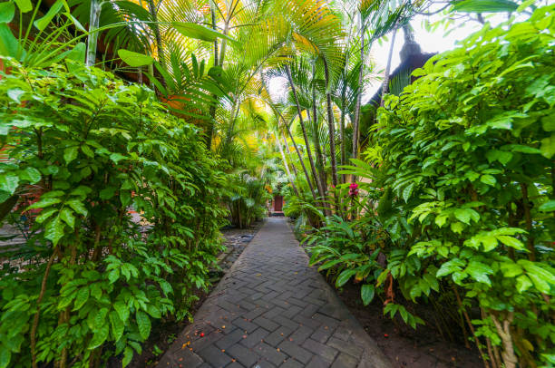 istock Tropical garden in Bali 923696028