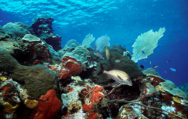 Utila shallow reef stock photo