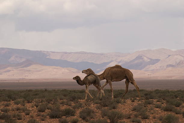 Mother and baby camel stock photo