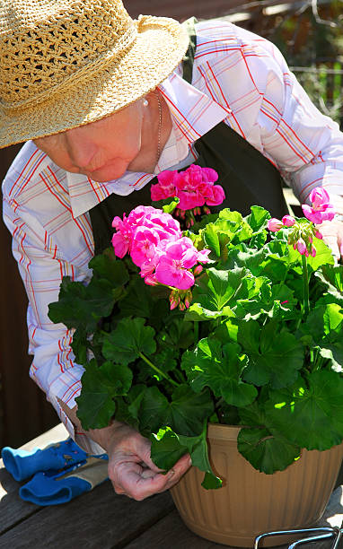 istock Senior woman gardening 92370193