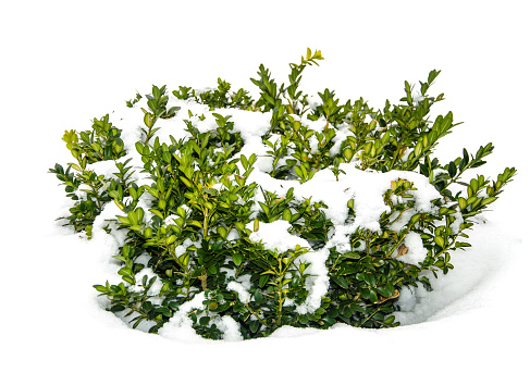 Bush green boxwood under snow. Studio Photo