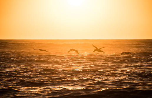 Pelican flock in formation, close to Vina del Mar in the evening