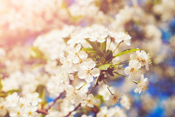 istock Blossom tree over nature background/ Spring flowers/Spring Background 923703794