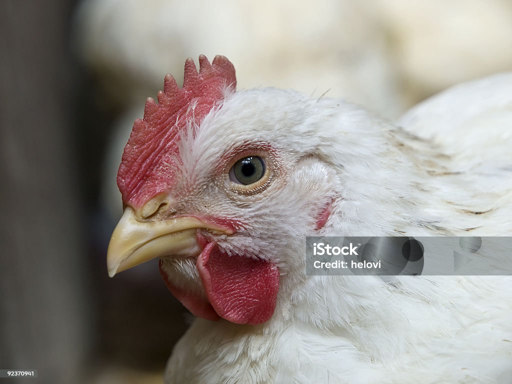 hen - Photo de Agriculture libre de droits