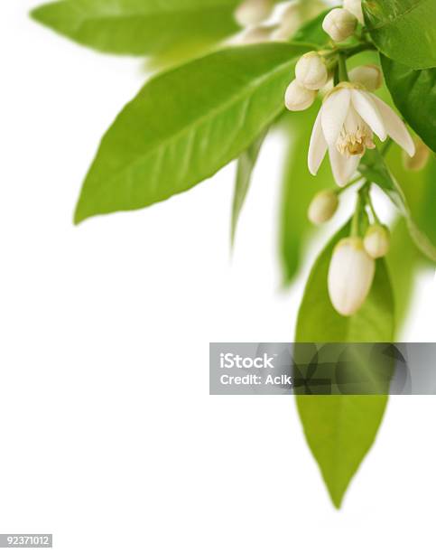 Orange Tree Branch Stock Photo - Download Image Now - Biology, Blossom, Botany