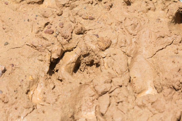 istock Footprints wildlife eat salt earth. 923710312