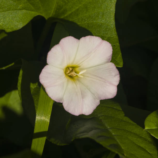 istock Field Bindweed, Convolvulus Arvensis, pink flower close-up, selective focus, shallow DOF 923710602