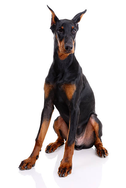 doberman - foto de stock