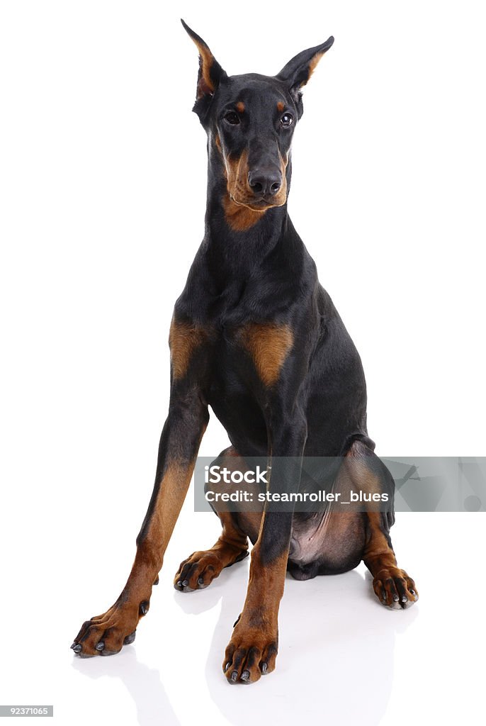 doberman - Foto stock royalty-free di Dobermann