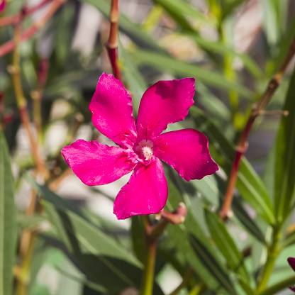 Red flowers of Nerium Oleander on shrub, macro, selective focus, shallow DOF