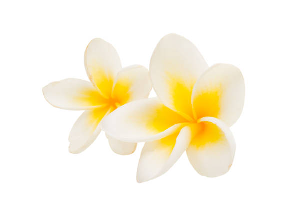 istock beautiful plumeria flower isolated 923712278