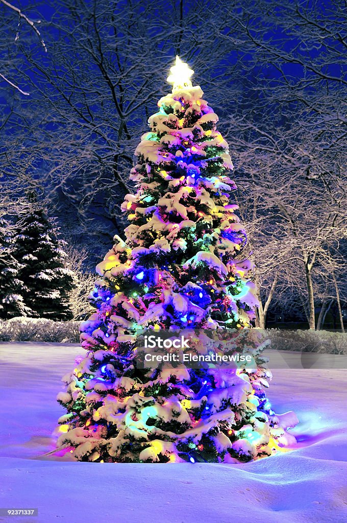 Christmas tree outside  Branch - Plant Part Stock Photo