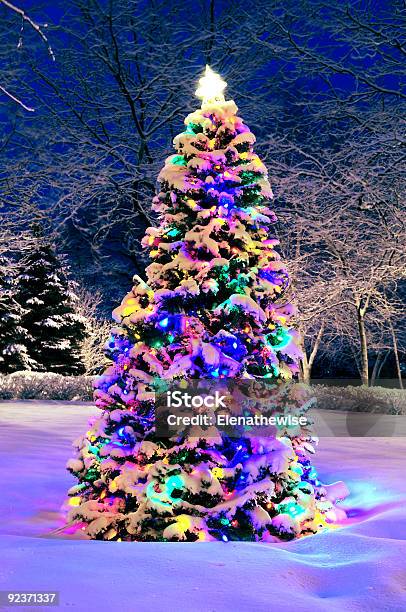 Christmas Tree Outside Stock Photo - Download Image Now - Branch - Plant Part, Celebration, Christmas